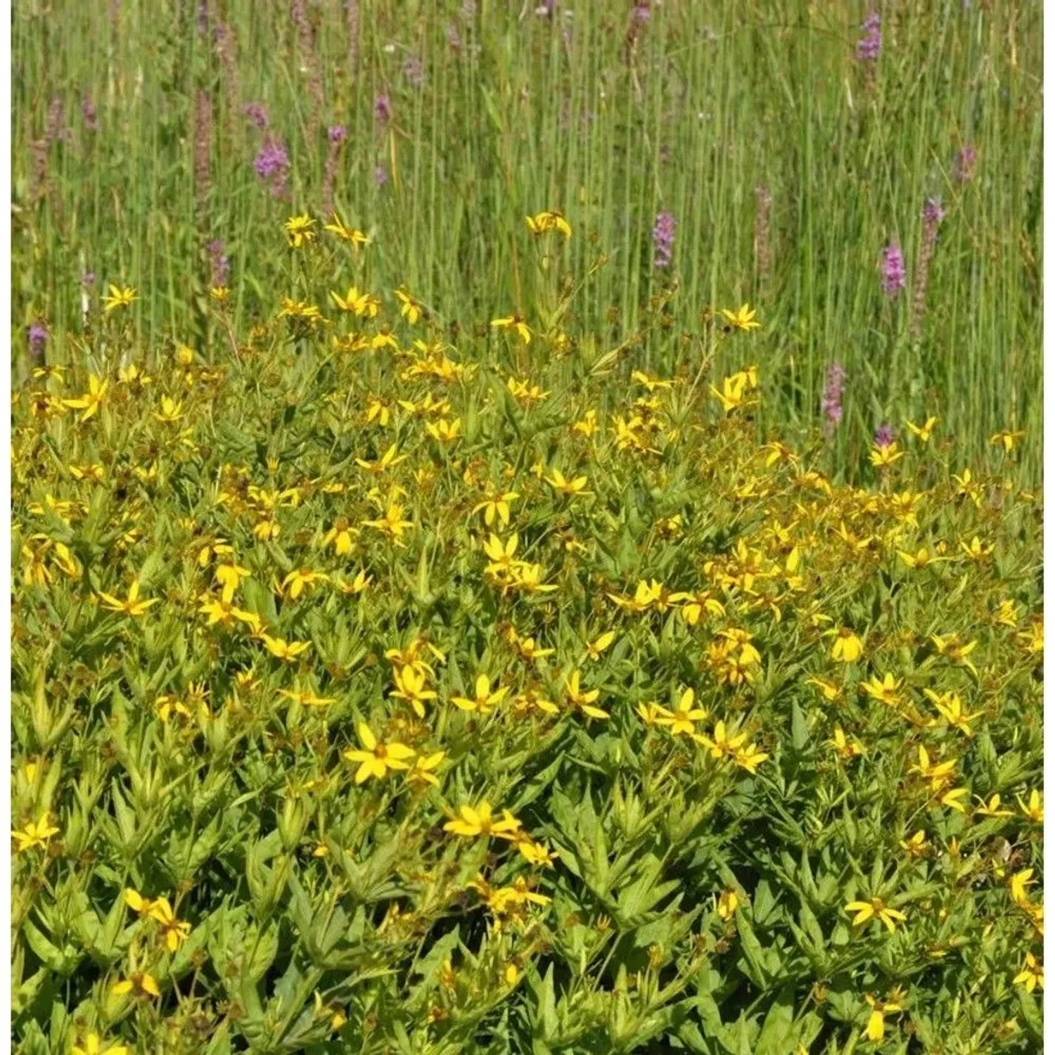 Prärie Mädchenauge - Coreopsis major