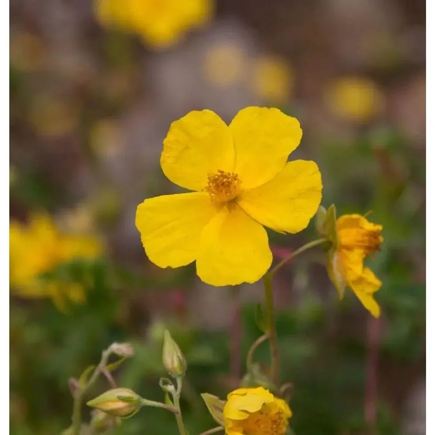 Sonnenröschen Golden Queen - Helianthemum