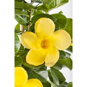 Dipladenie Diamantina Opale Citrine mit gelben Blüten und Rankhilfe.