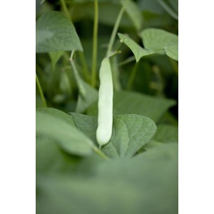 Frische grüne Buschbohne (Phaseolus vulgaris) auf der Pflanze im Garten.