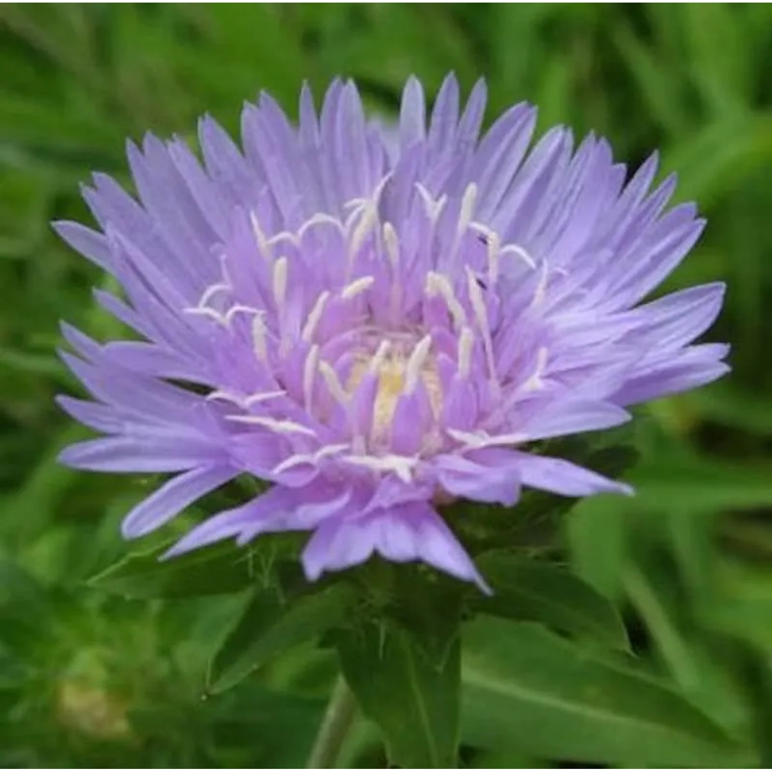 Kornblumenaster - Stokesia,aevis günstig online kaufen
