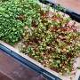Gusta Garden Anzuchtsgefäß Harry Herbs mit Microgreens und Kräutern in Weiß.