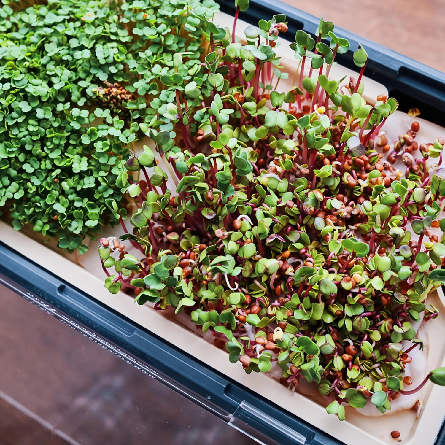 Gusta Garden Anzuchtsgefäß Harry Herbs mit Microgreens und Kräutern in Weiß.