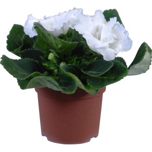 Gloxinie Sinningia sonata Mix im Topf, weiße Blüten und grüne Blätter. Blühende Zimmerpflanze.