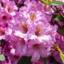 Rosa Rhododendron Hybr. Scintillation mit üppigen Blütenständen, 30–40 cm hoch.