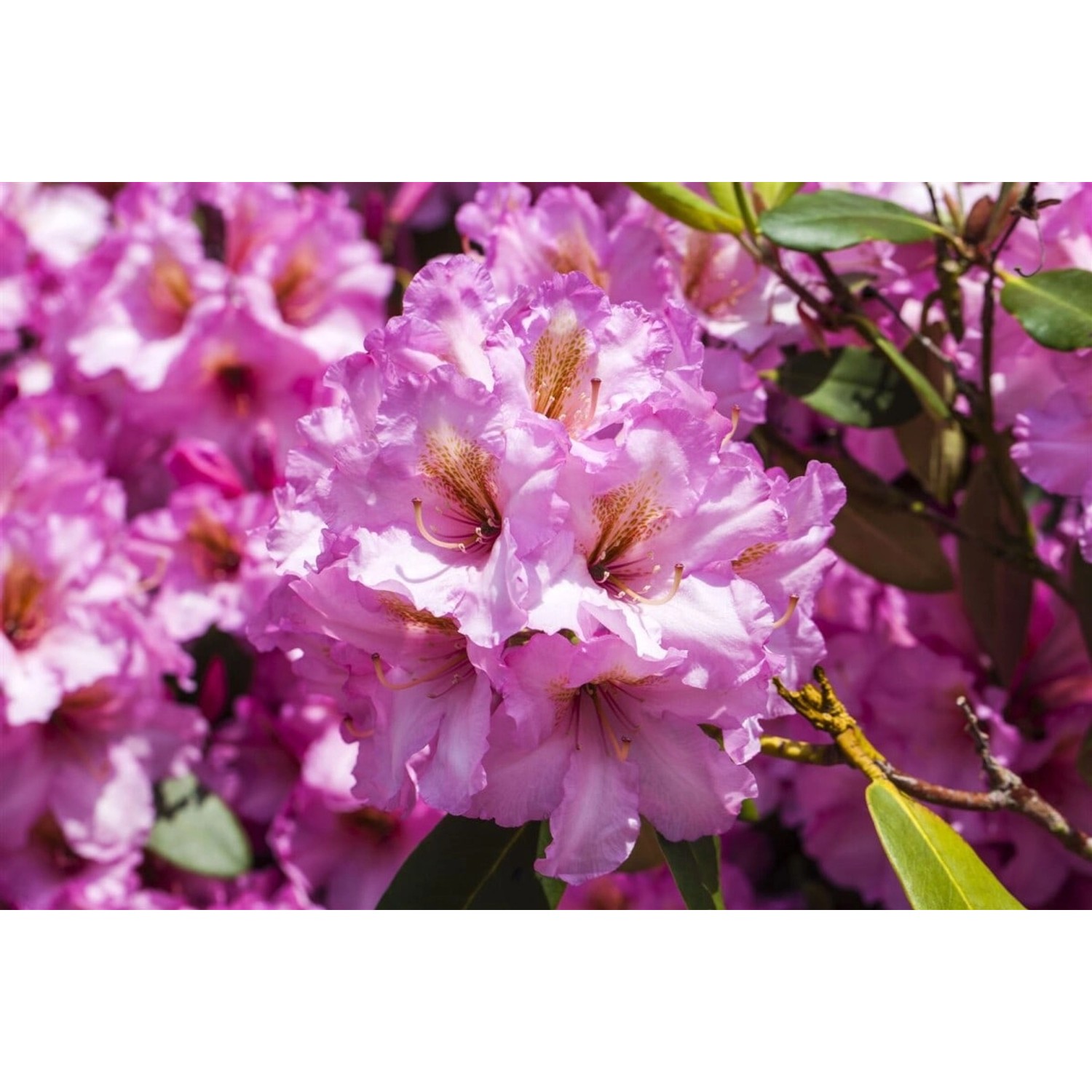 Rhododendron Hybr. Scintillation Rosa Blüten 30–40 cm günstig online kaufen
