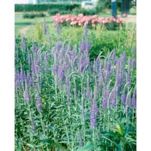 Blühender, blauer Ehrenpreis (Veronica Longifolia) im 9x9 cm Topf. Ideal für Beet und Rabatte.