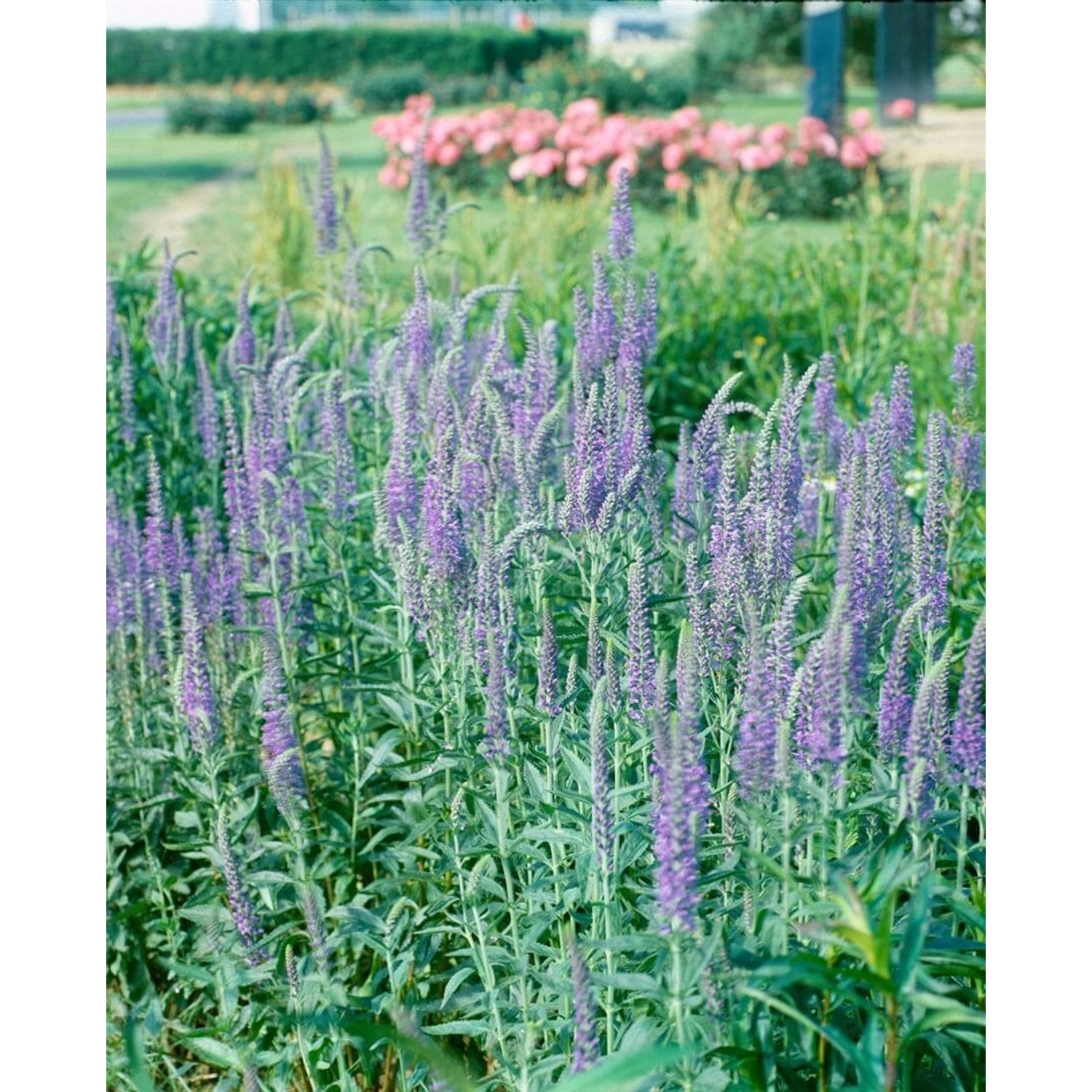 Veronica Longifolia Blau Ehrenpreis Ca. 9x9 cm Topf günstig online kaufen