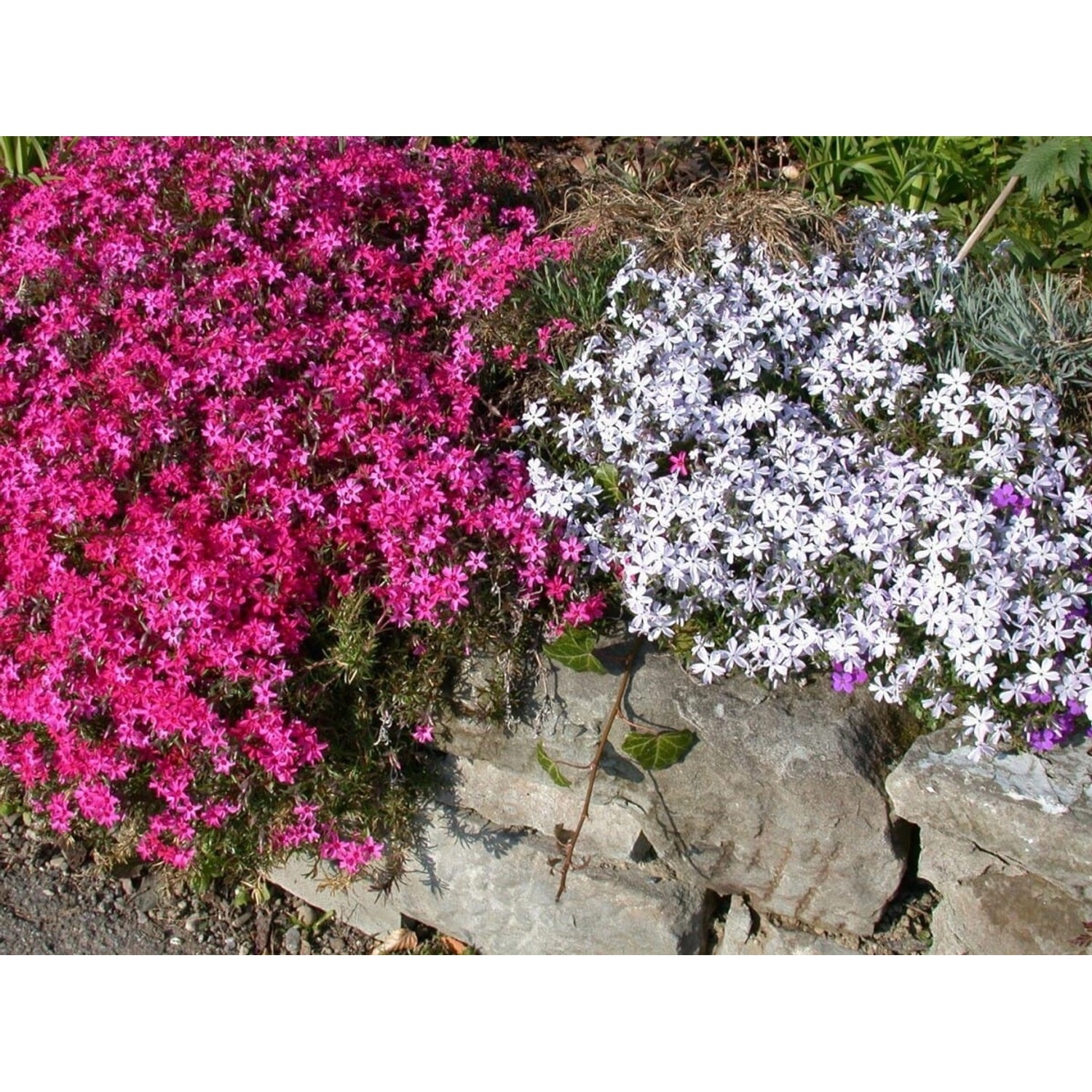 Phlox Subulata Temiskaming Teppichphlox Rosa Ca. 9x9 cm Topf günstig online kaufen