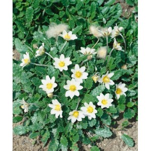 Immergrüne Silberwurz Dryas x Suendermannii mit weißen Blüten und grünen Blättern im 9x9 cm Topf.