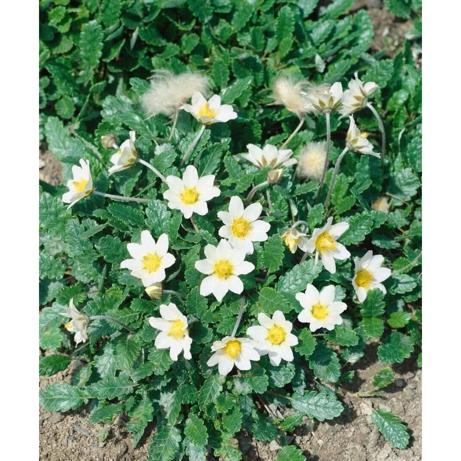 Dryas X Suendermannii Silberwurz Immergrün Ca. 9x9 cm Topf günstig online kaufen