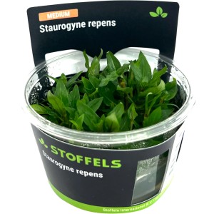Stoffels Aquariumpflanze Staurogyne repens im Topf, grüne Blätter.