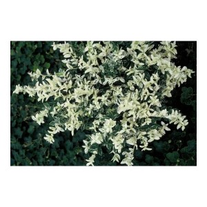 Kriechspindel 'Harlequin' im 9cm Topf, ein immergrüner Bodendecker mit weiß-grünen Blättern.