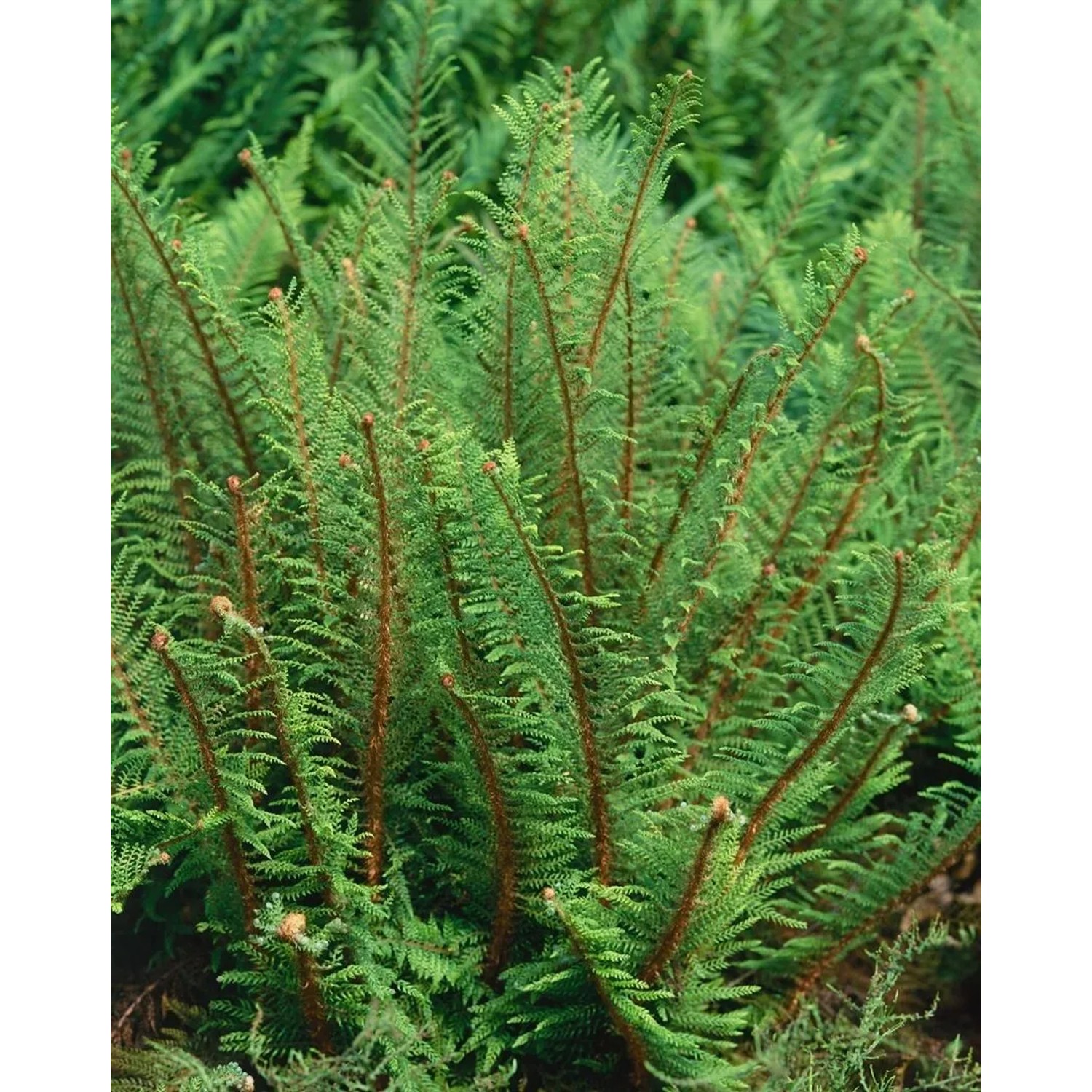 Immergrüner Filigranfarn Polystichum Setiferum Herrenhausen, 40–60 cm hoch.