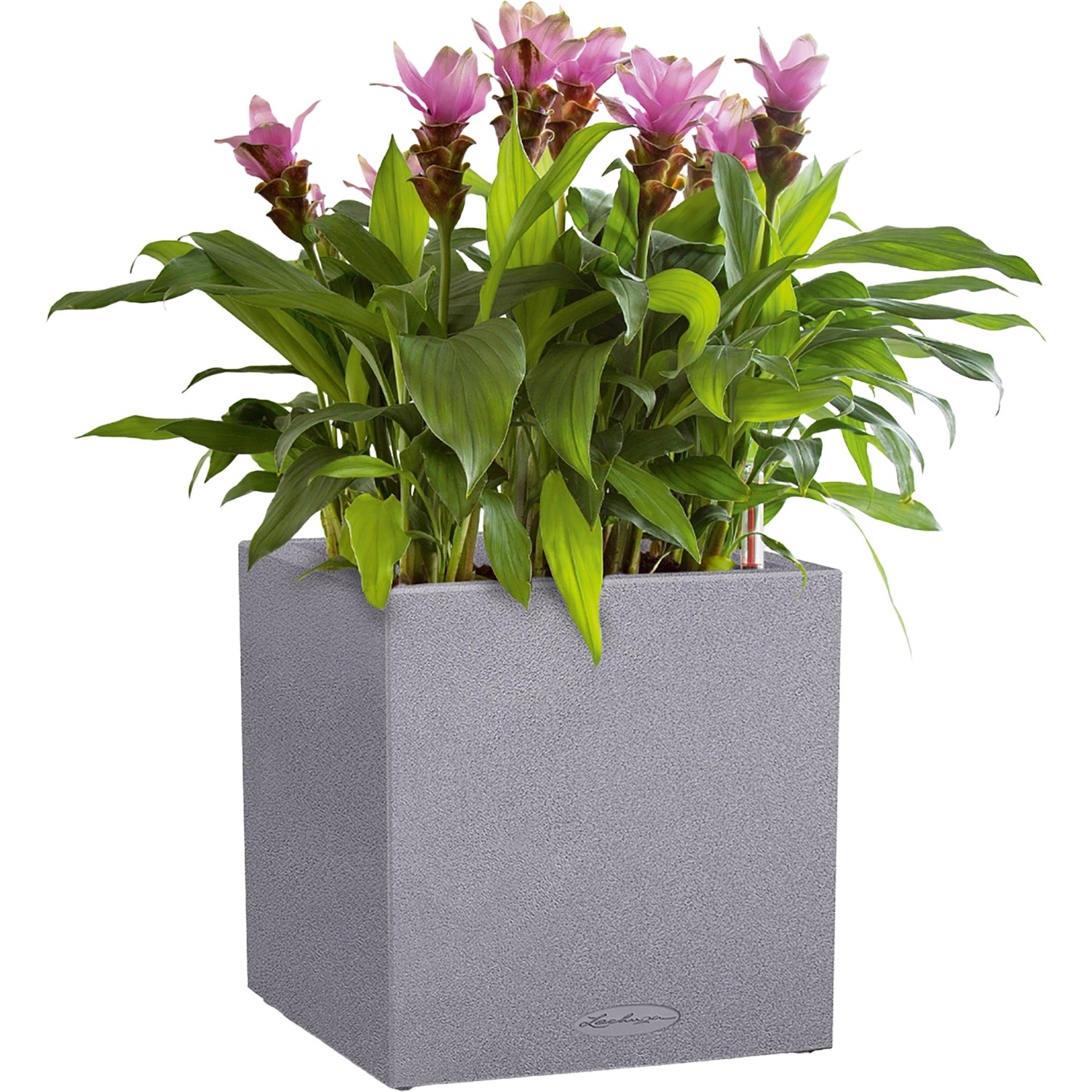 Lechuza Canto Stone Pflanzkübel, steingrau, mit pinken Pflanzen.