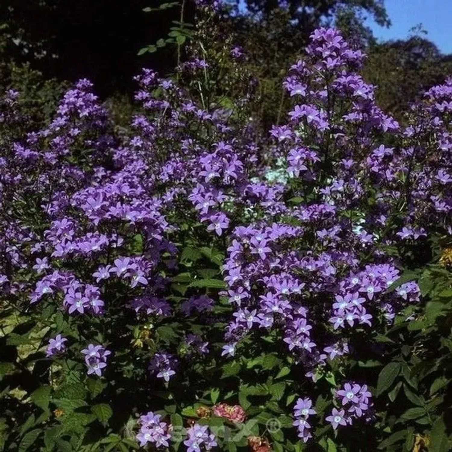Doldenglockenblume Pouffe - Campanula,actiflora