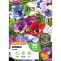 Farbenfrohe Anemone De Caen Mischung von GROW by OBI, ca. 25cm hoch. Blumenzwiebeln für Beet und Garten.