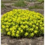 Goldgelbe Wolfsmilch Bonfire (Euphorbia epithymoides) im Gartenbeet.