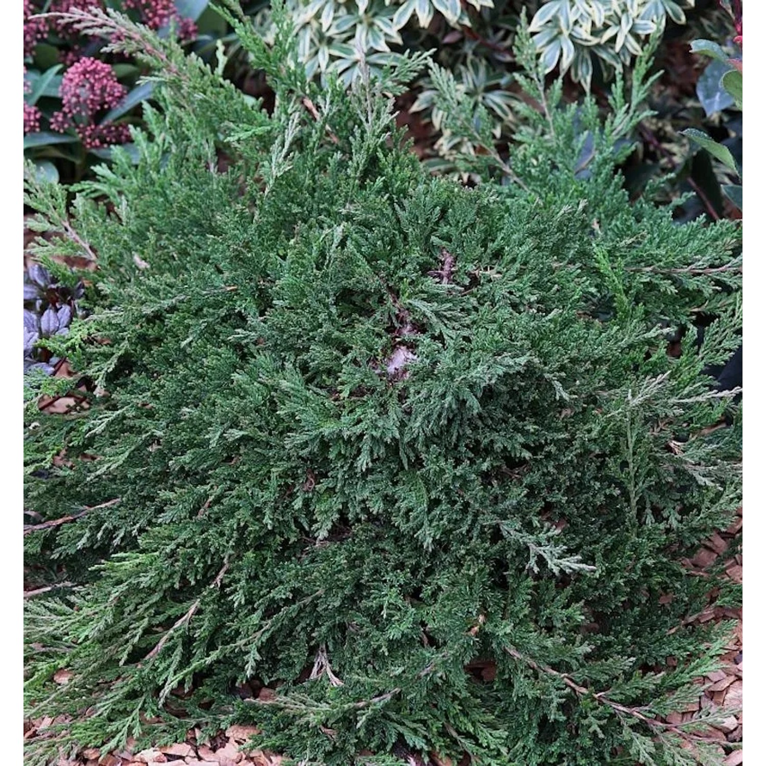 Teppichwacholder Wiltonii 20-30cm - Juniperus horizontalis