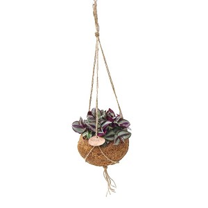 Grünpflanze Tradescantia in Kokodama-Ampel, Topf ca. 15cm, dekorative Blattschmuckpflanze.