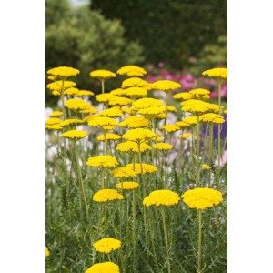 Goldgelbe Achillea Filipendulina Goldgarbe im 9x9 cm Topf, blühende Staude im Gartenbeet.