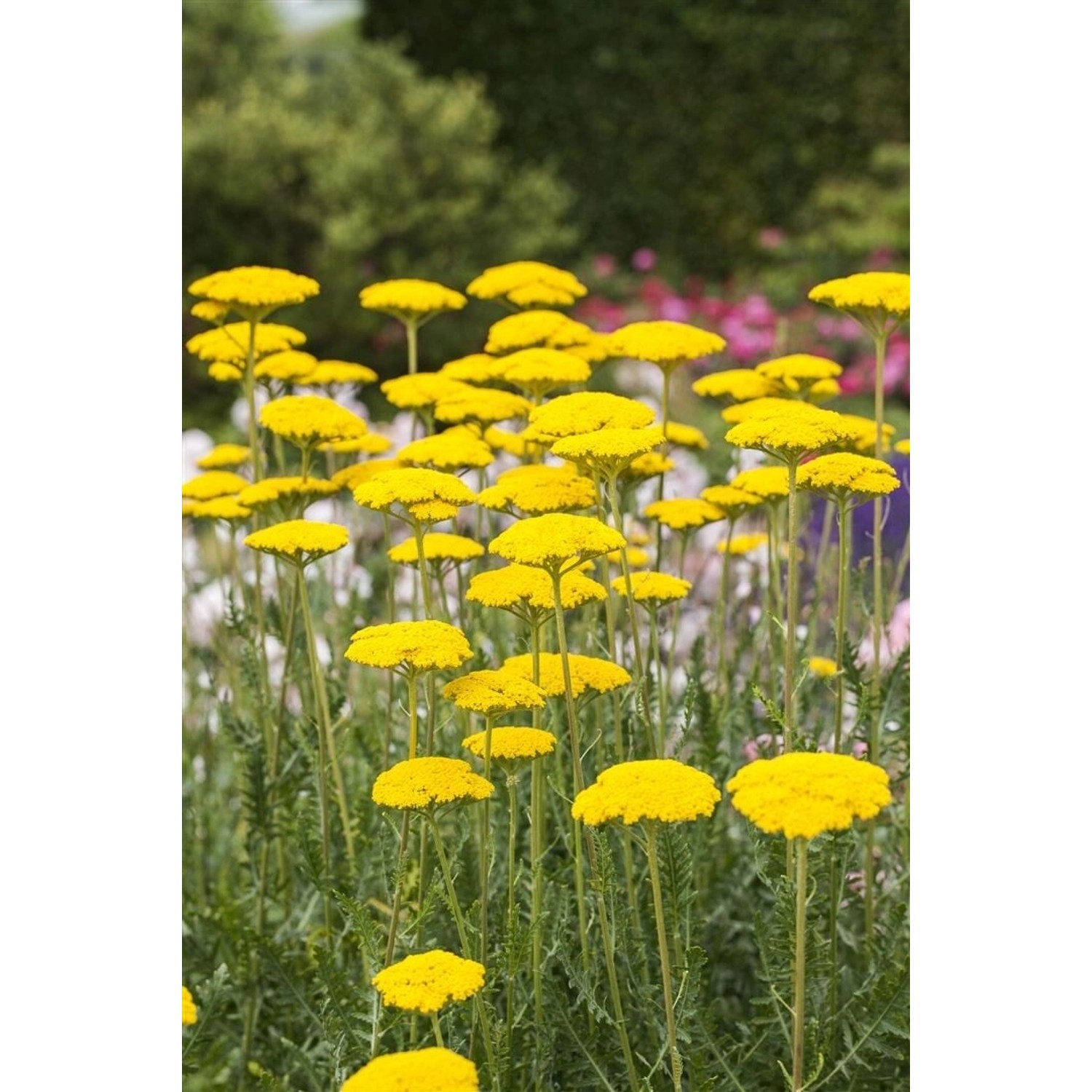 Achillea Filipendulina Goldgarbe Ca. 9x9 cm Topf günstig online kaufen