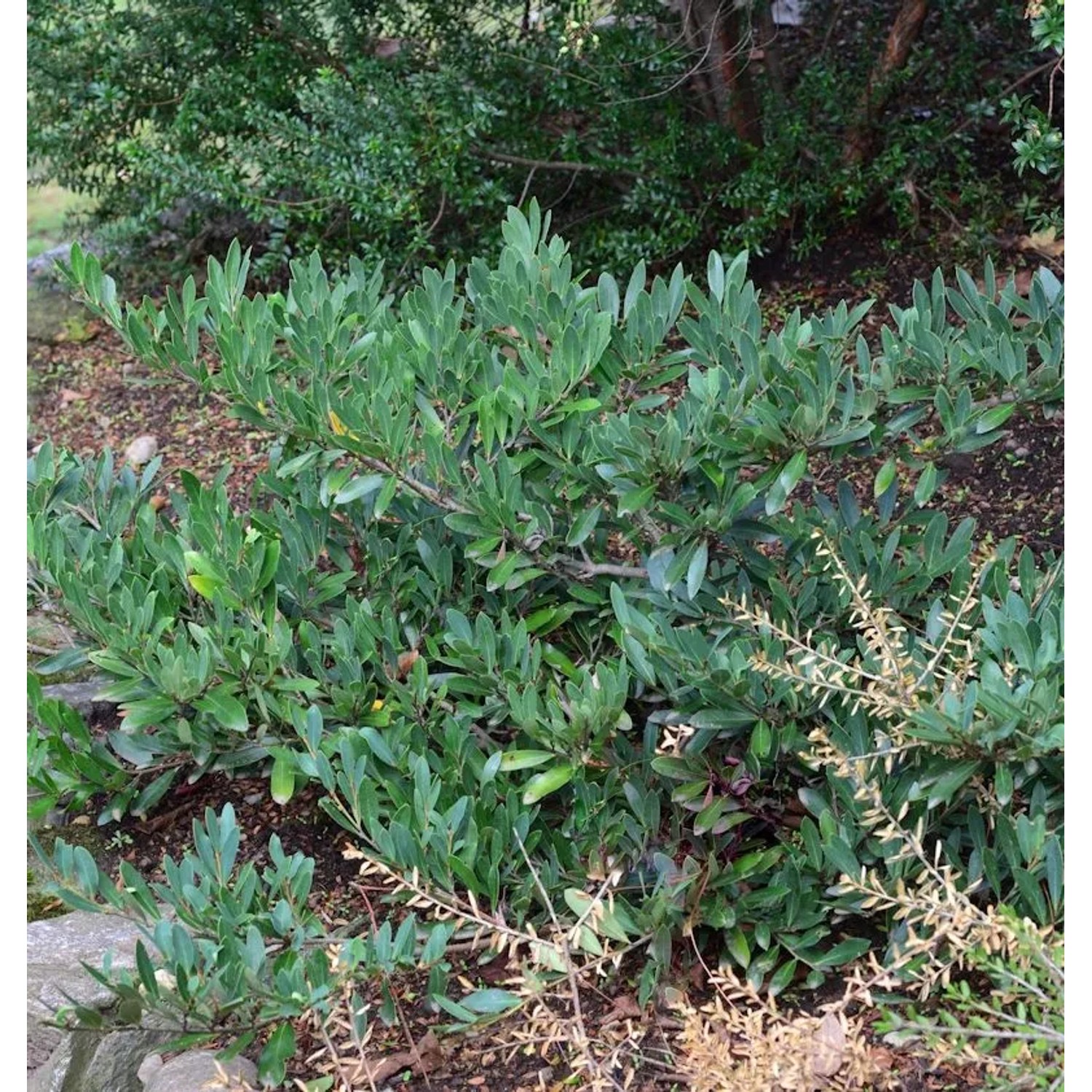 Traubiger Zweigriffel Blue Cascade 80-100cm - Distylium