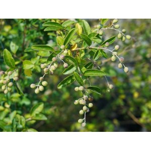 Baumfink Apfelbeere mit grünen Blättern und unreifen Beeren als Topfpflanze.