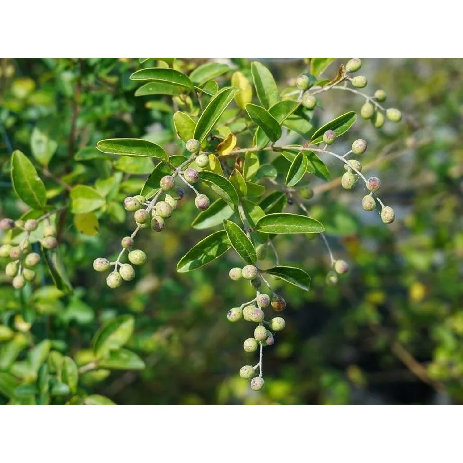 Baumfink Apfelbeere mit grünen Blättern und unreifen Beeren als Topfpflanze.