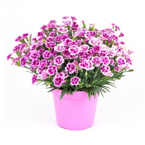 GROW by OBI Nelke Pink Kisses im pinken Topf, eine blühende Sommerpflanze für Beet und Balkon.