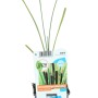 Rohrkolben (Typha angustifolia) im Topf, grüne Blätter. Sumpfpflanze für den Gartenteich.