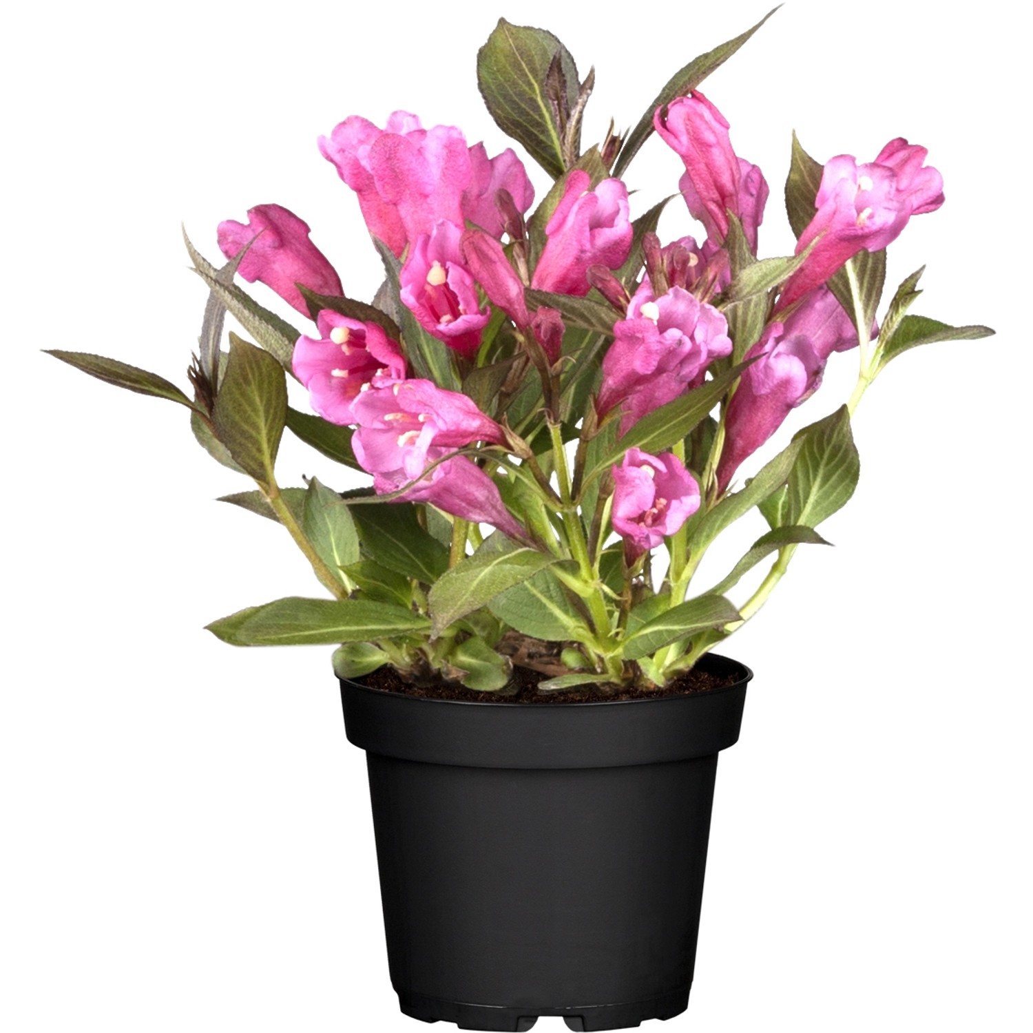 OBI Weigelie Summer Red Rot Höhe ca. 20 - 30 cm Topf ca. 3 l Weigelia florida