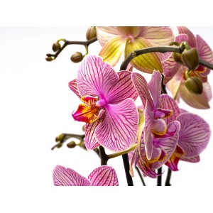 Nahaufnahme einer GROW by OBI Schmetterlingsorchidee "Jupiter" mit violett geäderten Blüten.