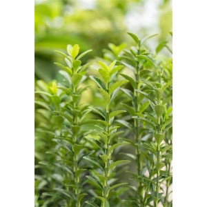 Immergrüner Euonymus Japonicus Green Empire, grüne Japanische Spindel für Garten und Kübel.