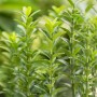 Immergrüner Euonymus Japonicus Green Empire, grüne Japanische Spindel für Garten und Kübel.