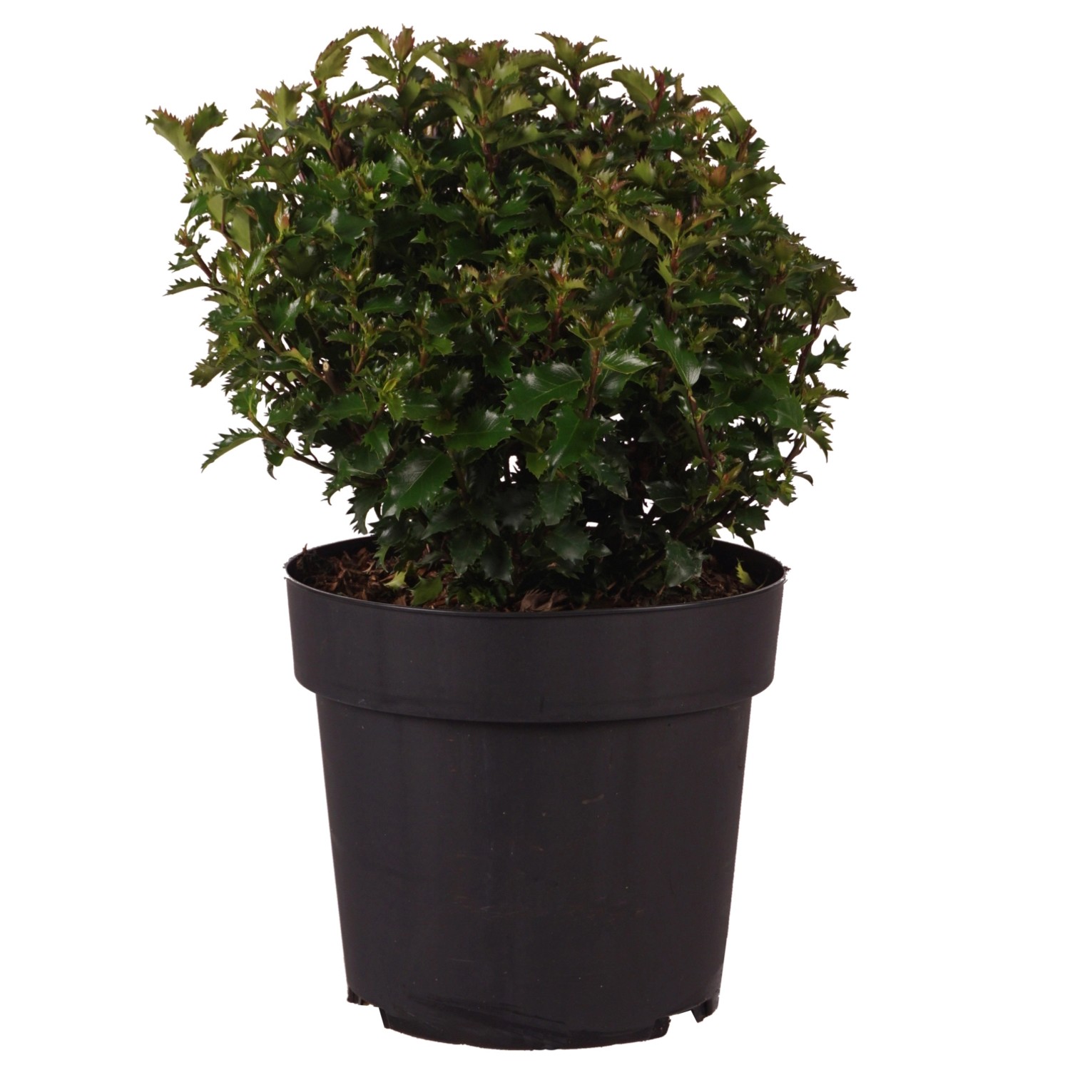 Stechpalme Little Rascal Höhe ca. 25-30 cm Topf ca. 4,5 l Ilex meserveae günstig online kaufen