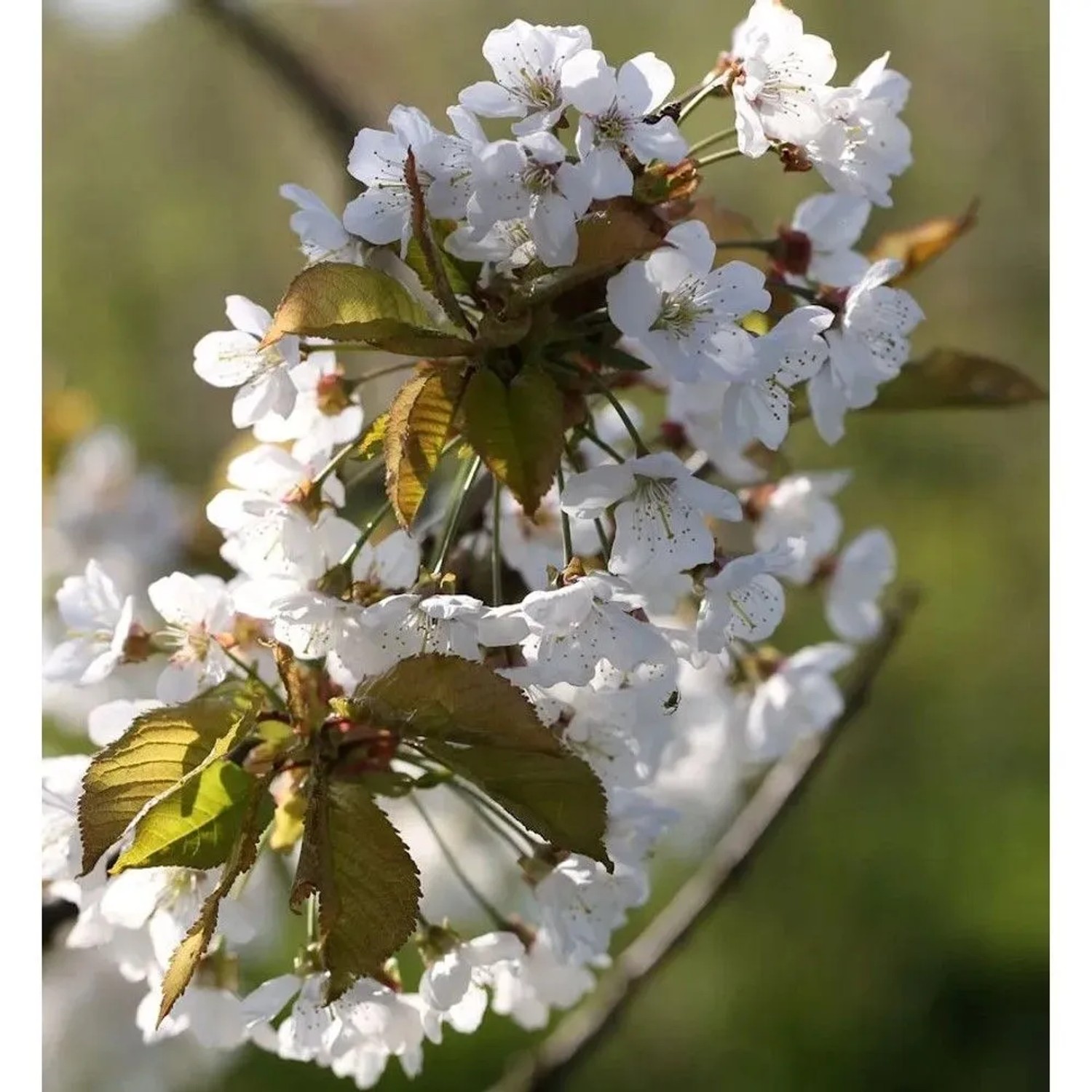 Vogelkirsche Sußkirsche 60-80cm - Prunus avium