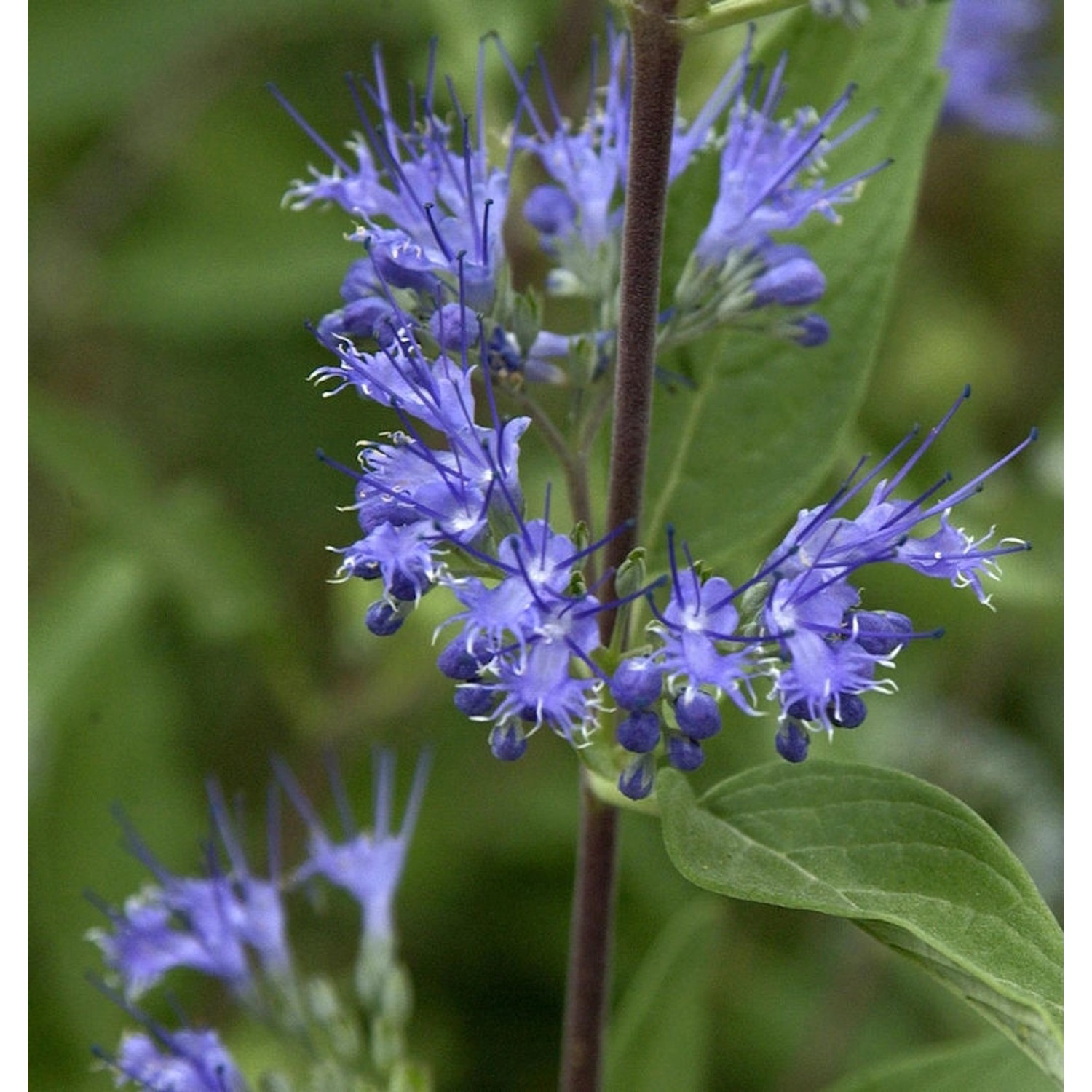 Bartblume Blue Fountain 30-40cm - Caryopteris clandonensis günstig online kaufen