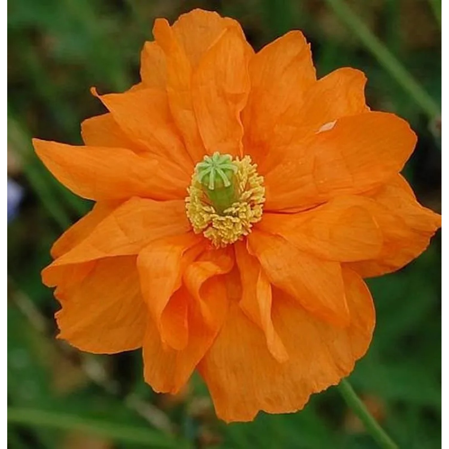Amerikanischer Mohn Semiplenum - Papaver,ateritium