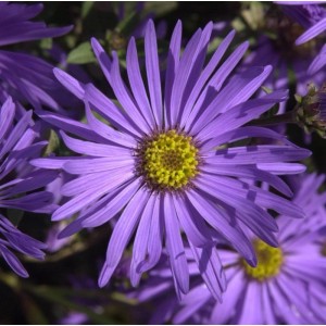 Nahaufnahme einer lilafarbenen Sommeraster (Aster amellus) mit gelber Mitte.