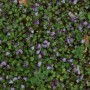 Zimbelkraut (Cymbalaria muralis) als Bodendecker mit lila Blüten im 9x9 cm Topf.