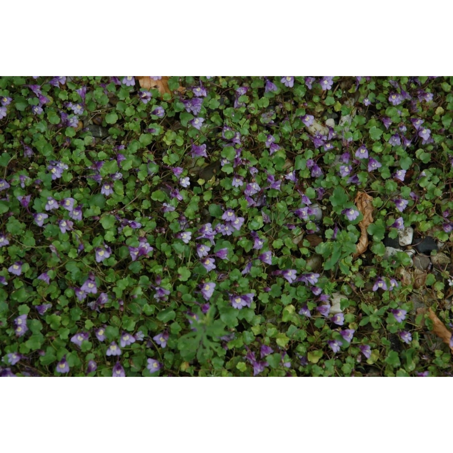 Cymbalaria Muralis Zimbelkraut Ca. 9x9 cm Topf Pflegeleicht günstig online kaufen