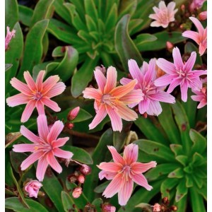 Nahaufnahme der Bitterwurz Little Plum (Lewisia longipetala) mit rosa Blüten und grünen Blättern.