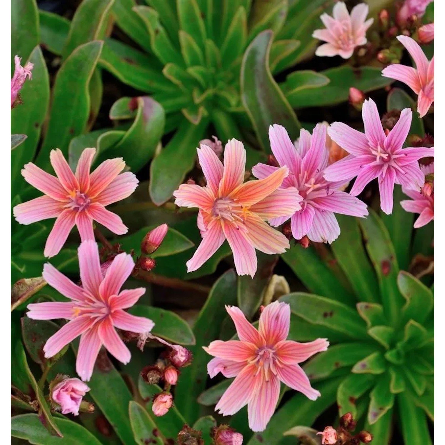 Bitterwurz Little Plum - Lewisia,ongipetala