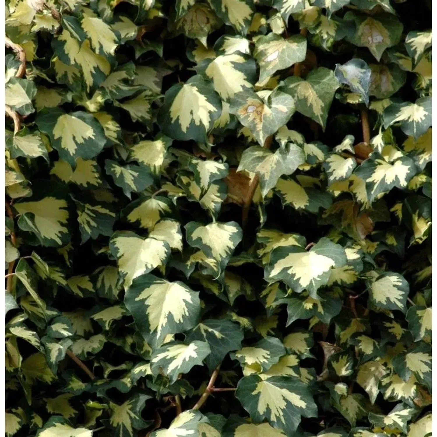 Gelbbunter Efeu Goldheart 80-100cm - Hedera helix