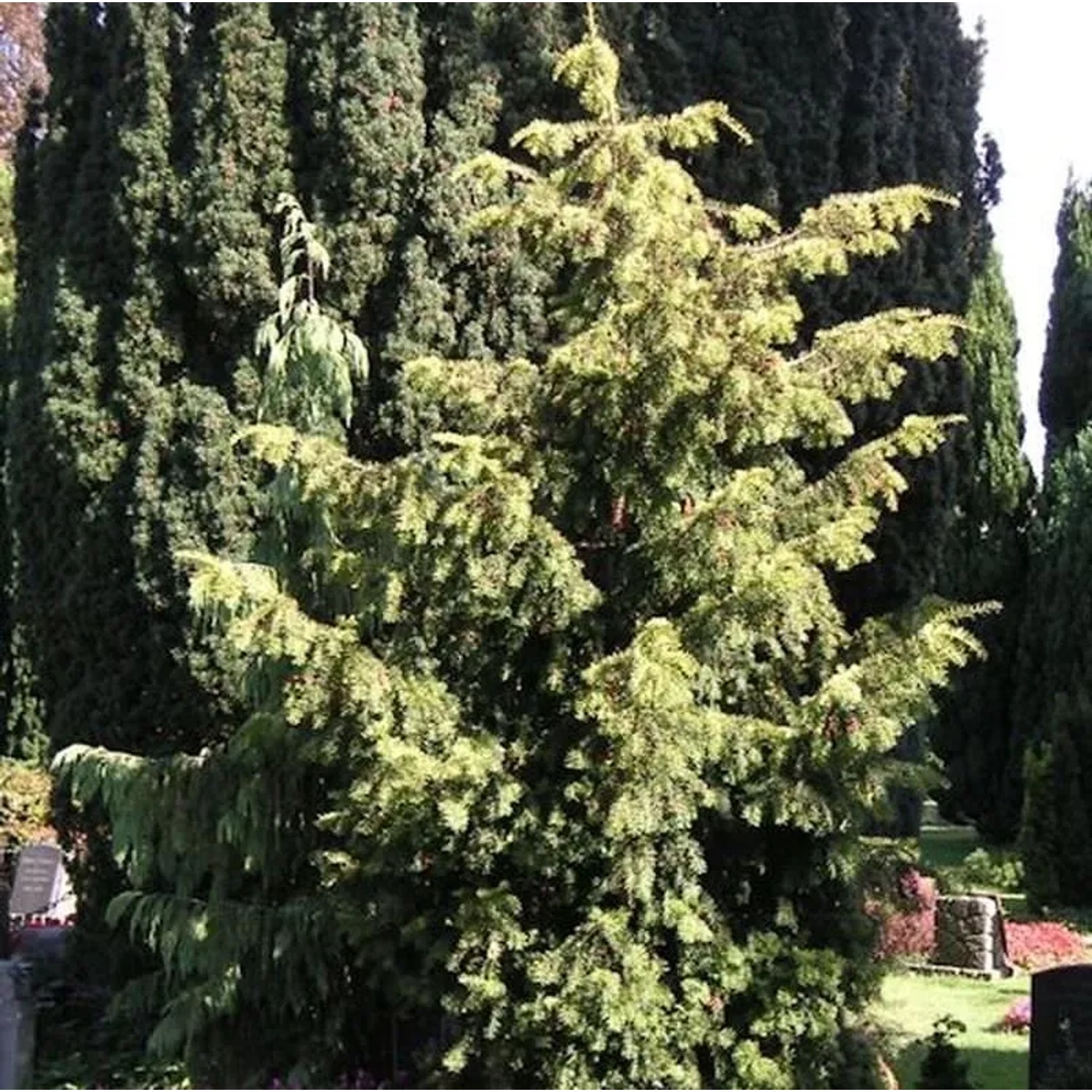 Goldgrüne Adlerschwingeneibe 50-60cm - Taxus baccata