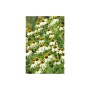 Sonnenhut 'White Swan' im 9cm Topf, Set mit 12 Zierstauden für den Garten.