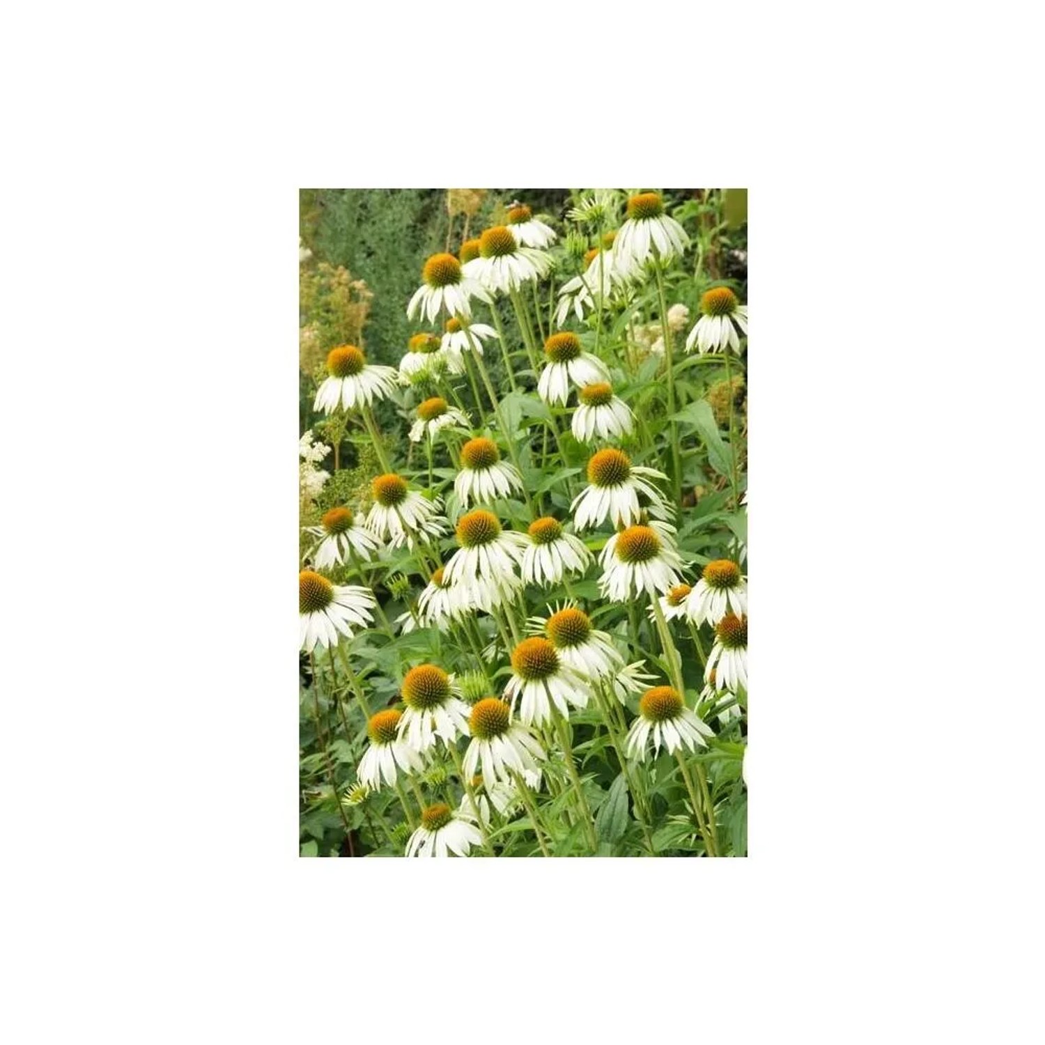 Sonnenhut 'White Swan' im 9cm Topf, Set mit 12 Zierstauden für den Garten.