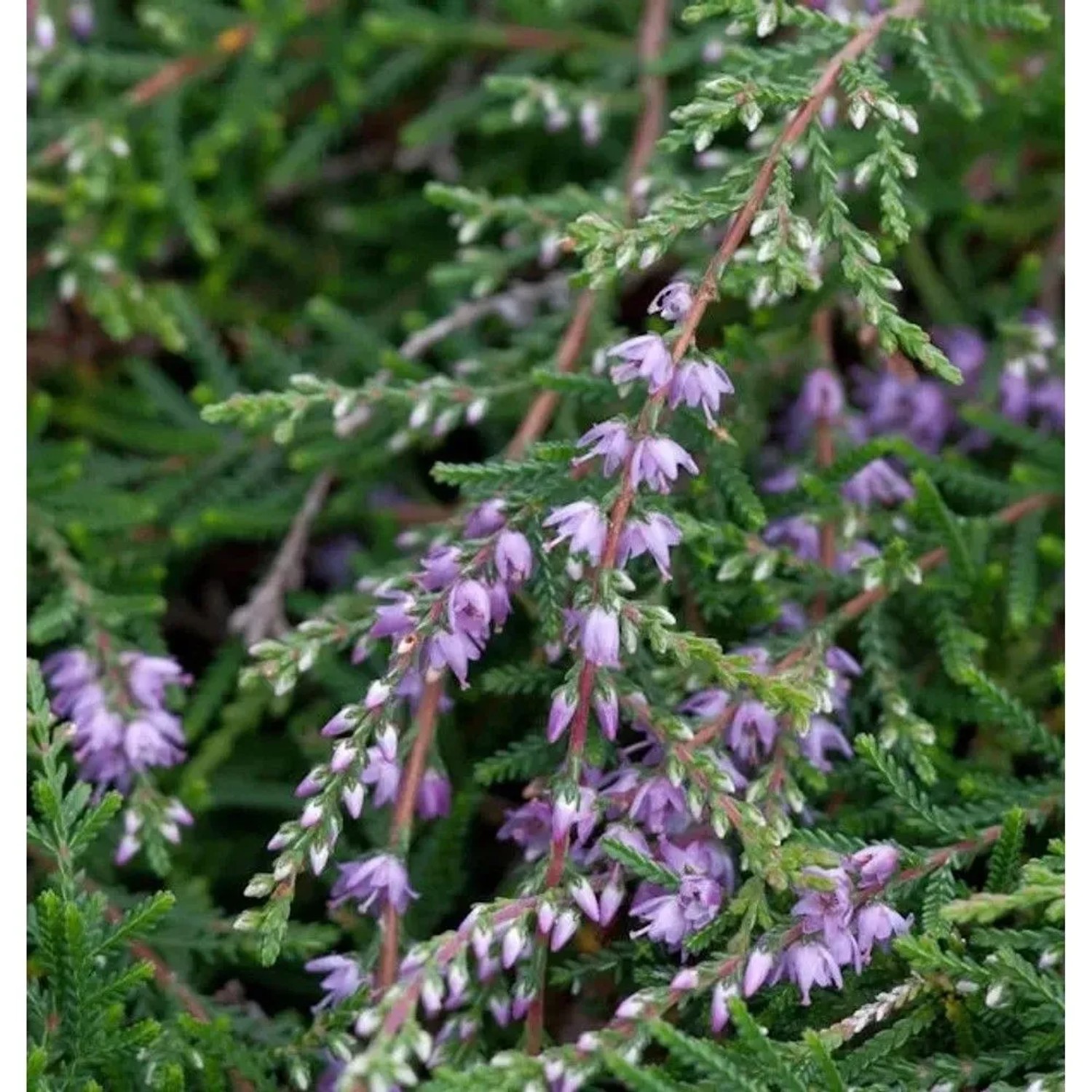 Image of 10x Besenheide Kuphaldtii - Calluna vulgaris