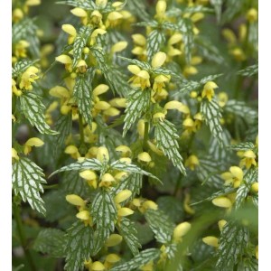 Goldnessel 'Hermanns Pride' mit gelben Blüten und silbrig gezeichneten Blättern.